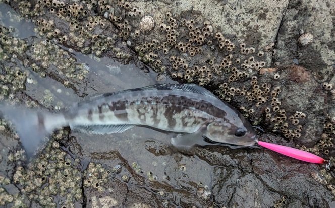 海サクラ狙いでホッケ