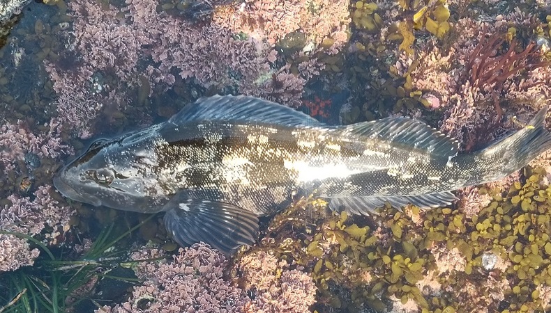 磯場で釣れたアイナメ