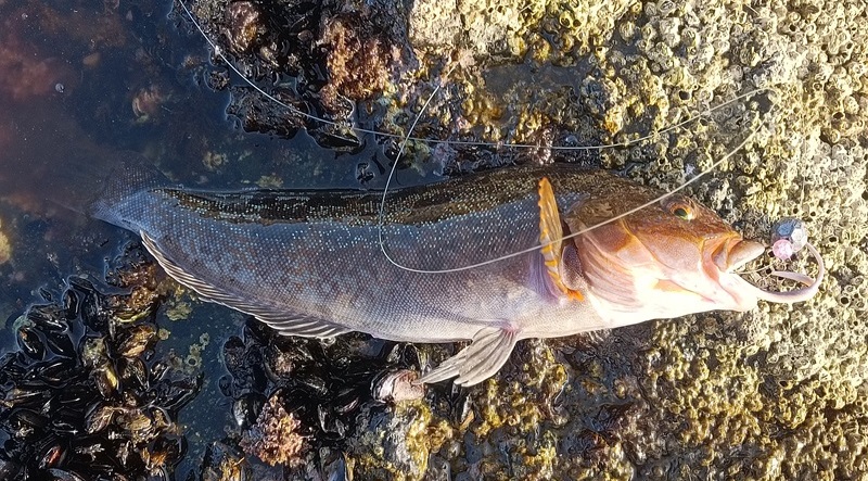 磯場で釣れたアイナメ